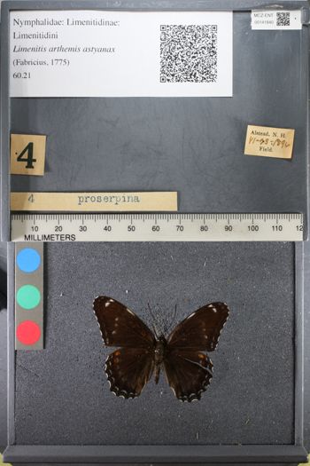 Media type: image;   Entomology 141840
